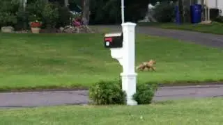 fox