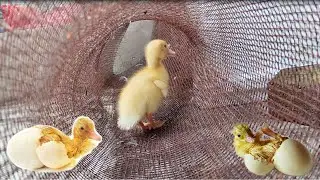 Baby Duck Hatching - Egg Hatching Amazing !!!