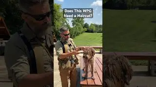 Does This Wire Haired Pointing Griffon Need A Haircut? #wirehairedpointinggriffon #birddog