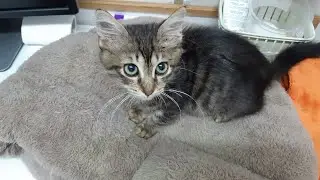 Homeless kitten Bars lived on the highway