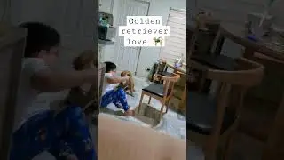 Golden Retriever Love 🦮#goldenretriever #dogs #pets #trending #viral #youtube #fyp #youtubeshorts