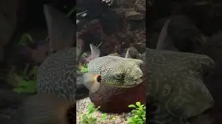 Do you know it’s an adult or juvenile Mbu pufferfish?