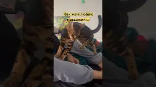 Мур мур! Сидеть на массаже или кусь кусь всех?  #adorable #funnycats #catshorts