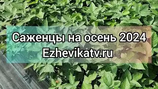Саженцы на осень 2024