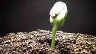 Sunflower germination