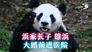 浜家族长子雄浜，大婚前突发急病，做完CT娶老婆。了不起的熊猫爸爸雄浜