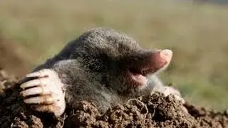 Dog and mole
