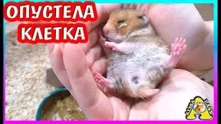 ВОТ ЭТО МЫ НАТВОРИЛИ! / ЧТО СЛУЧИЛОСЬ? / Где  ХОМЯЧАТА мальчики? / Aлиса Изи петс / Alisa Easy Pets