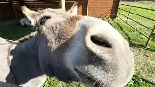Телёнок Миша, верблюды и ослицы получают гостинцы🐄🐫🐾 ПАРК ЗЕМЛЯ ПРАЙДА 🌿