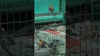 канарейки- круглый год  купание.