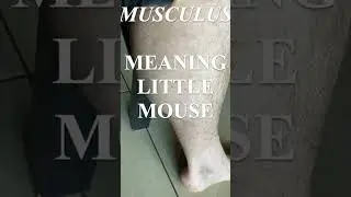 Muscle cramps like little mice