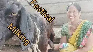 #Festival    #milking