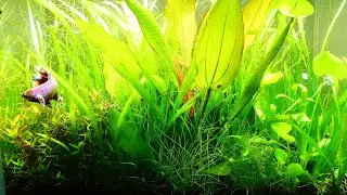 Betta's NANO AQUASCAPE(1) planted tank changed by CO2