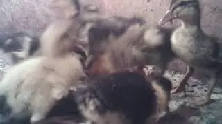 мой первый выход утят которых вывела сама