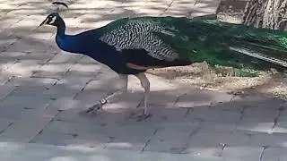 when it a  peacocks 🦚 world
