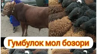 Куй_Кузи нархли арзон Гумбулок мол бозори 2022
