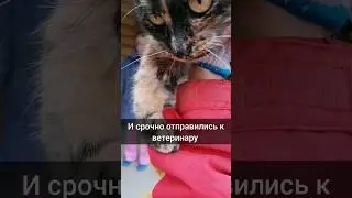 Кошка Дина попала в капкан... 5 дней она просидела в капкане😭🙏
