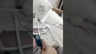 Angery cato vs stecc