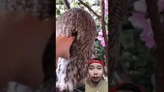 MESKI BURUNG HANTU TAPI MUKANYA GAK KAYAK HANTU 