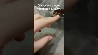показ всех моих питомцев 5 часть