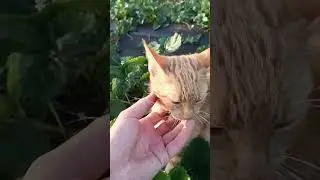 🐱 немного милоты #strawberry #рассадаклубники #automobile #чебоксары #огород #дача #лето #клубника