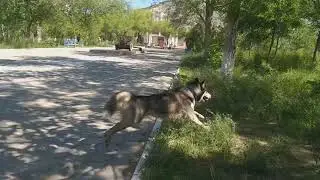 Озорные