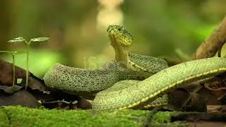 snake video