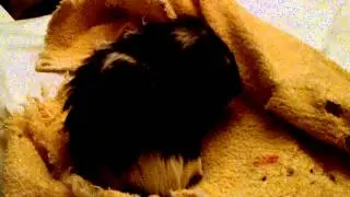 Guinea Pig with Adominal Cramping