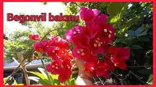 BEGONVİL ( BOUGAİNVİLLEA ) BAKIMI ÇOĞALTIMI ÜRETİMİ NASIL BOL ÇİÇEK AÇAR