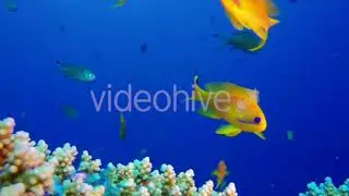 Underwater Fish Life & Coral Reef | Stock Footage