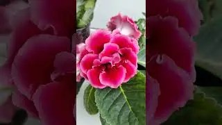 дарите женщинам цветы🌺