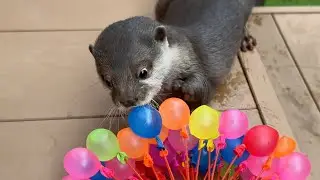 カワウソに大好きな水風船を100個プレゼント！ 100 water balloons, a favorite gift for otters!