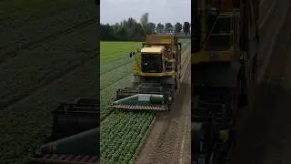 Basil Harvest #oxbo #harvest #shorts #subscribe #farming #drone  #basilicum #oogsten #agriculture