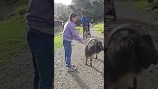 this goat is so kind and lovely