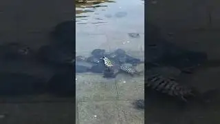 ЧЕРЕПАХИ своих не бросают✊