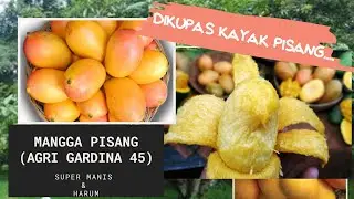 Nikmatnya Mangga Pisang Agri Gardina 45. Rasanya Sangat Fenomenal !!!!