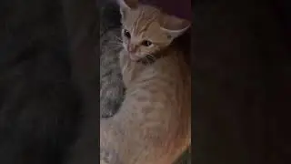 Galak banget Oyen😂