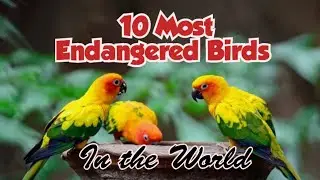 Top 10 Most Endangered Birds In The World| Endangered Birds On Earth| IUCN | Extinct Animals| Speech