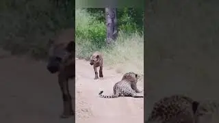 Either they are friends or one of them is blind..🤭 #youtubeshorts #viralshorts #wildlife #subscribe