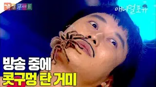 방송중에 독거미가 콧구멍 들어갈뻔한 김병만 ㅎㄷㄷ I KBS 개그콘서트 [달인] 110306 방송