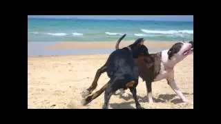 דוברמן מבצע טריקים מגניבים...!