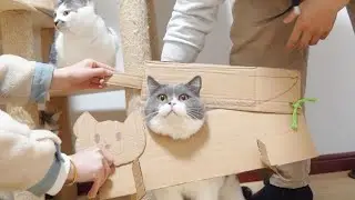 What punishment will a disobedient kitten receive?🐱🤣| SD猫の夢島💗