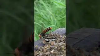 Оса атакует улей, но пчёлы превращают её в обед! 🐝🔥 