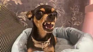Какую пищу выберет Русский Той Терьер?