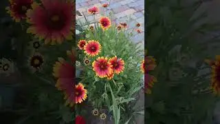 Лекарственное растение эхинацея