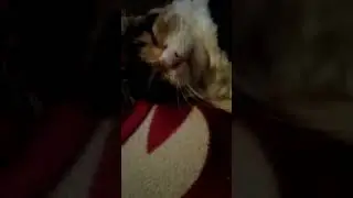 Просто Рысь. Просто спит🤣❤️