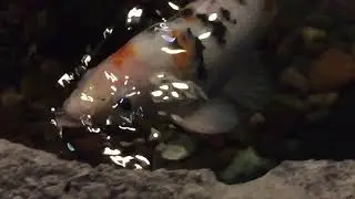 Fish are neat 2