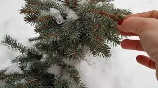 Эксперимент: сажаю новогоднюю ель зимой.