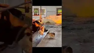 The End…😂🤣 #popular #viral #litvin #funny #funnyvideo #animals #dog #cat #fyp #pet