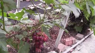 Сорт винограду 